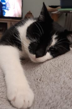 Blinde kat Morris is een binnenkat