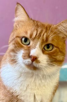 Rode kater Simba is een binnenkat