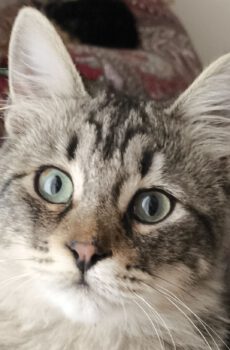 Cyperse kitten Sjaakie is een superknuffel en binnenkat