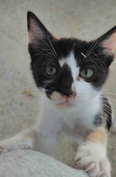 Lapjeskitten Sousou is een binnenkat