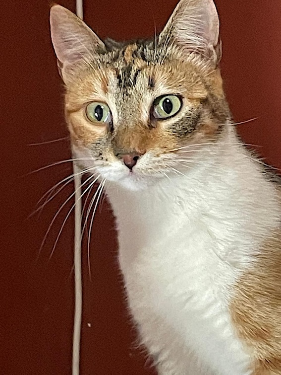 Tereza - Afbeelding 2