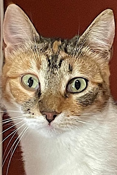 Lapjeskat Tereza is een binnenkat