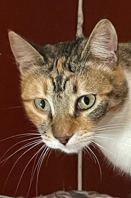 Tereza - Afbeelding 7