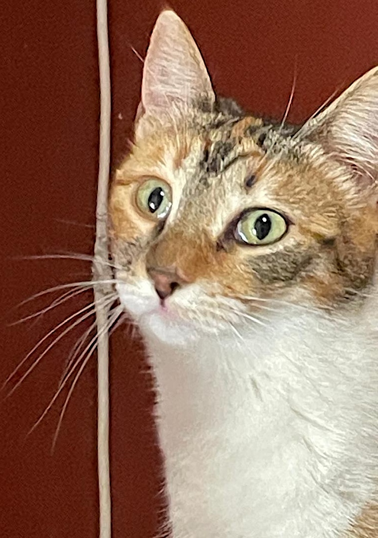 Tereza - Afbeelding 6