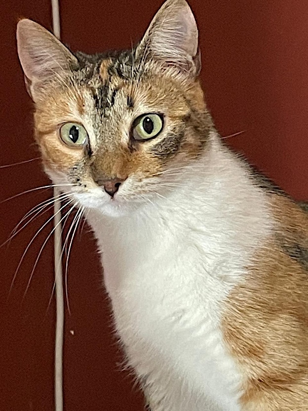 Tereza - Afbeelding 5