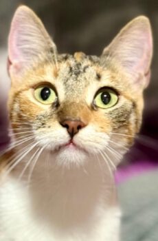 Lapjeskat Tereza is een binnenkat