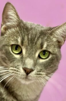 Fritz - luie lieverd