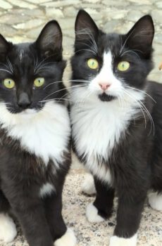 Halflangharige katten Sjors en Sjimmie zijn binnenkatten