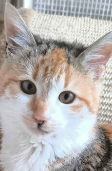 lapjeskat Bijoux is een binnenkat