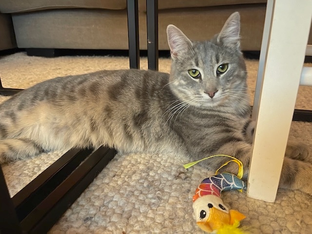 Dusty - gereserveerd - Afbeelding 5