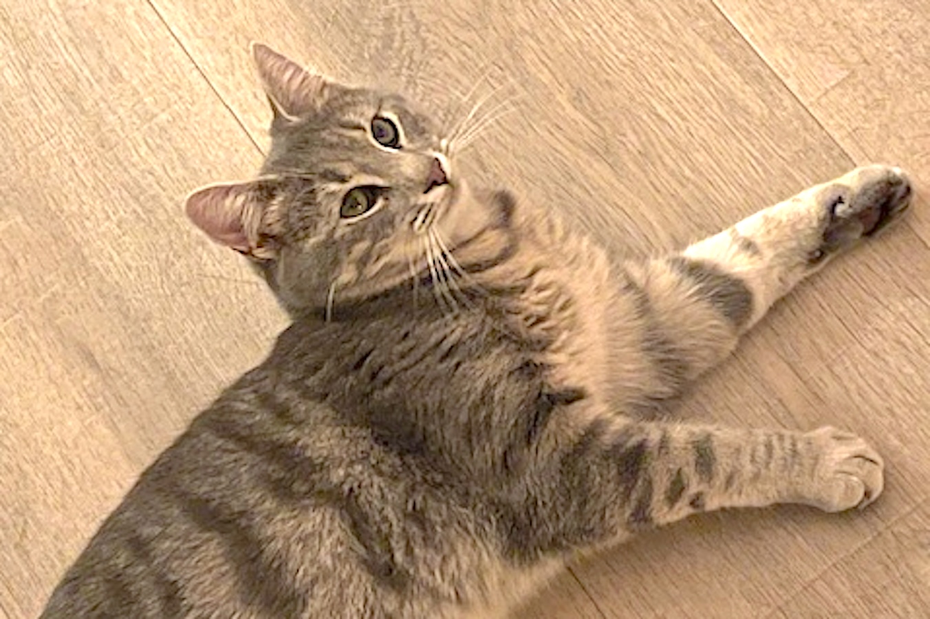 Dusty - gereserveerd - Afbeelding 8