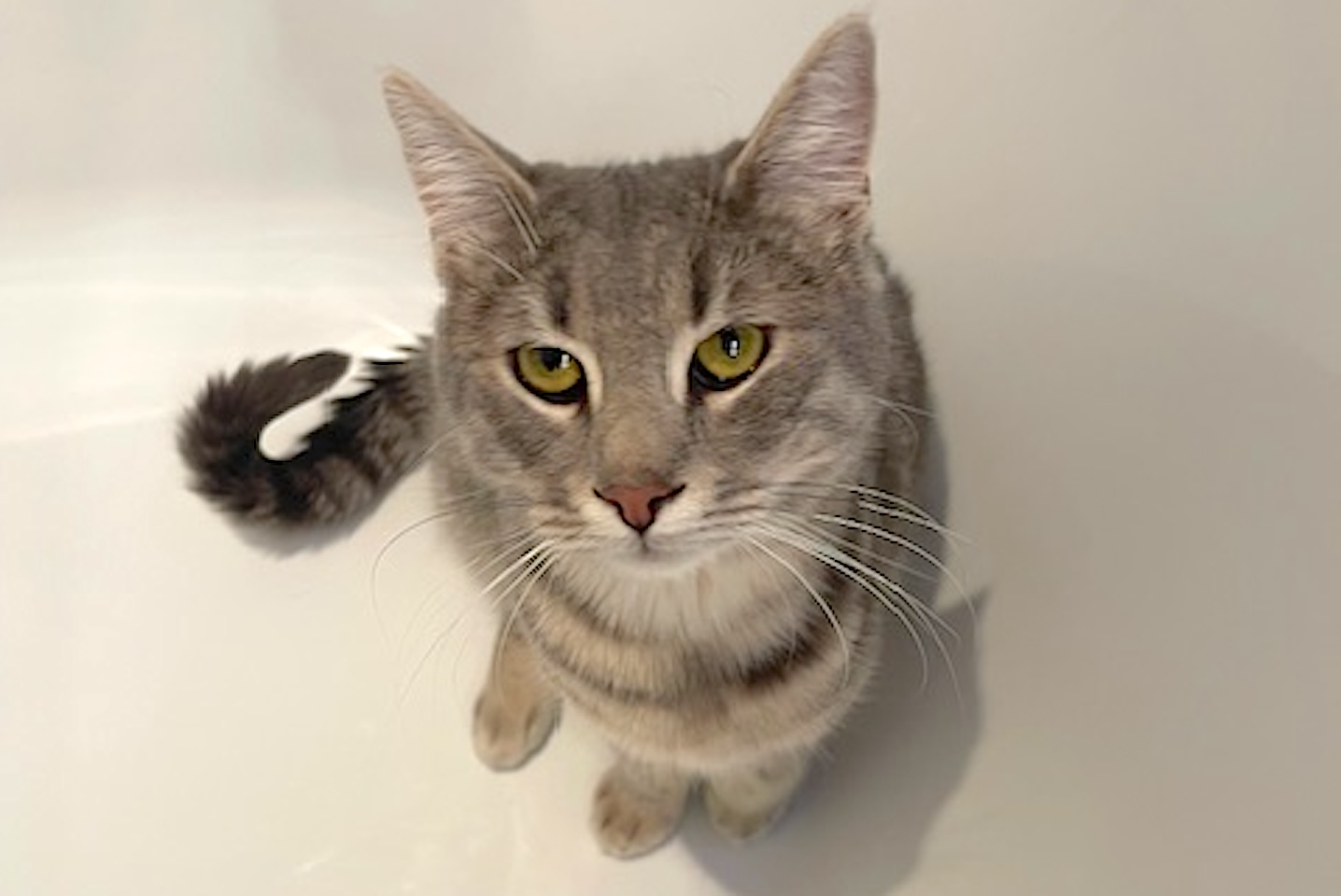 Dusty - gereserveerd - Afbeelding 7