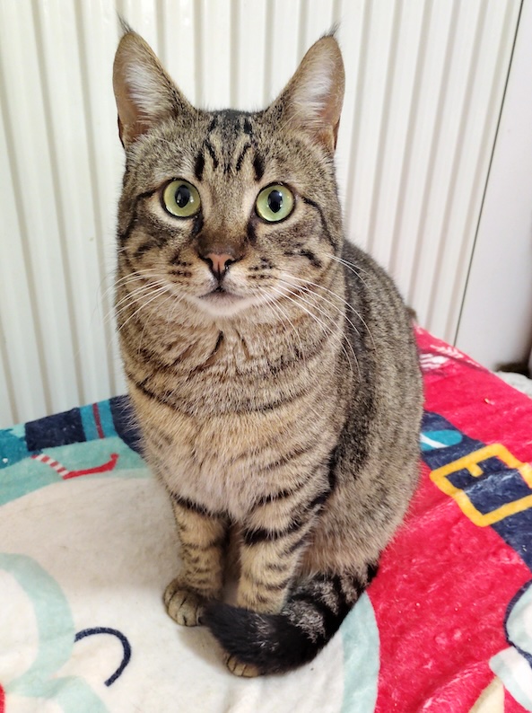 Enzo & Mel - gereserveerd - Afbeelding 3