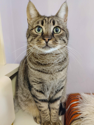 Enzo & Mel - gereserveerd - Afbeelding 11