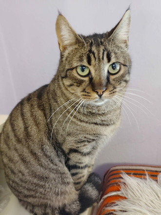 Enzo & Mel - gereserveerd - Afbeelding 13