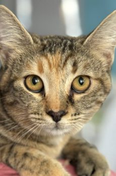 Cyperse kitten Fleur is een binnenkat en knuffelkat