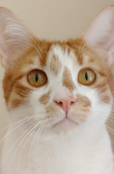 Rood-witte kater Ginou is een binnenkat