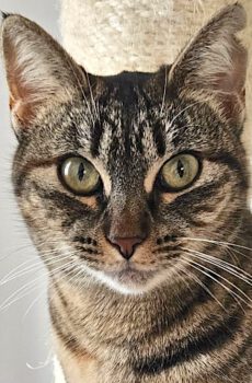 Grace & Tony - in Nederland