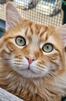 Rode kater Karel is een grote knuffelkat en binnenkat