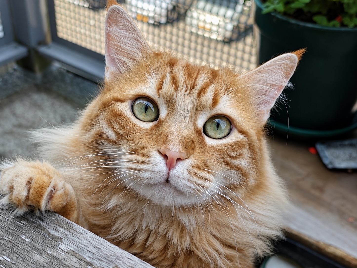 Rode kater Karel is een grote knuffelkat en binnenkat