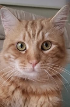 Rode kater Karel is een knuffelkat en een binnenkat