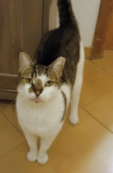 Grote kater Kiriakos is een rustige binnenkat