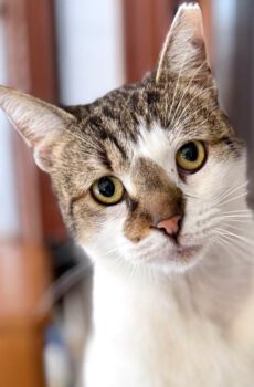 Kiriakos - oudere, rustige lieverd