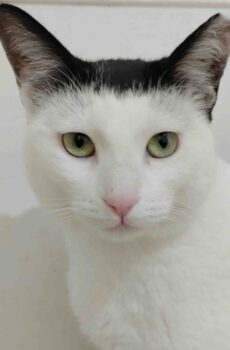 Grappige Lia is een wit-zwarte binnenkat