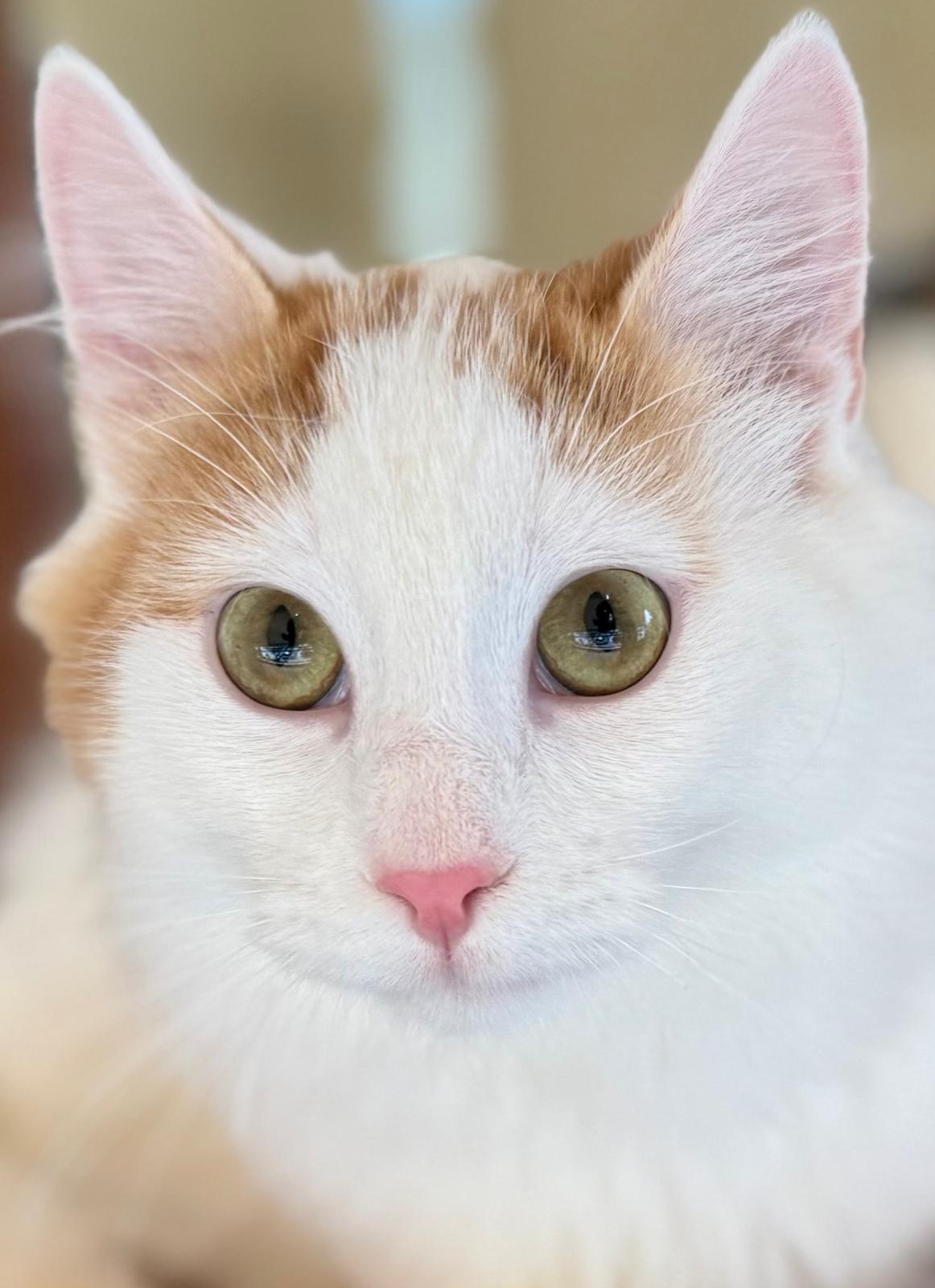 Marley - prachtige kat - Afbeelding 6