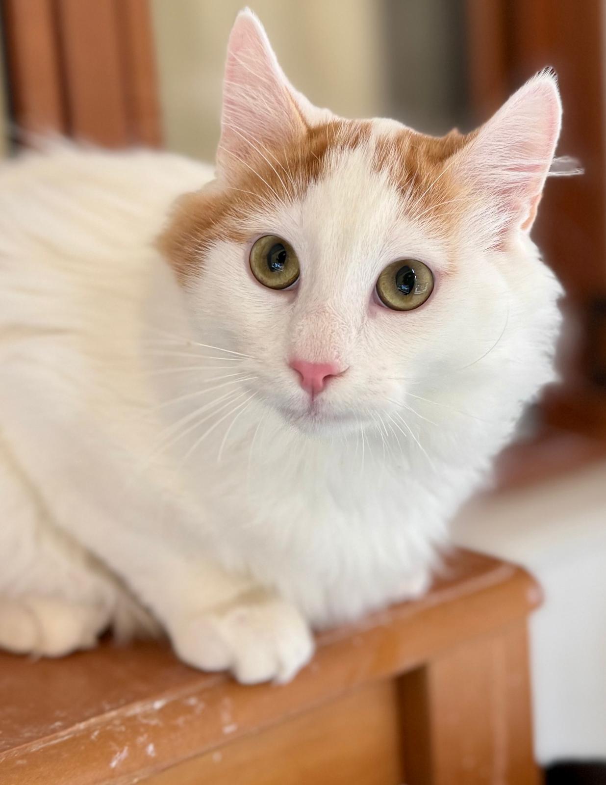 Marley - prachtige kat - Afbeelding 7