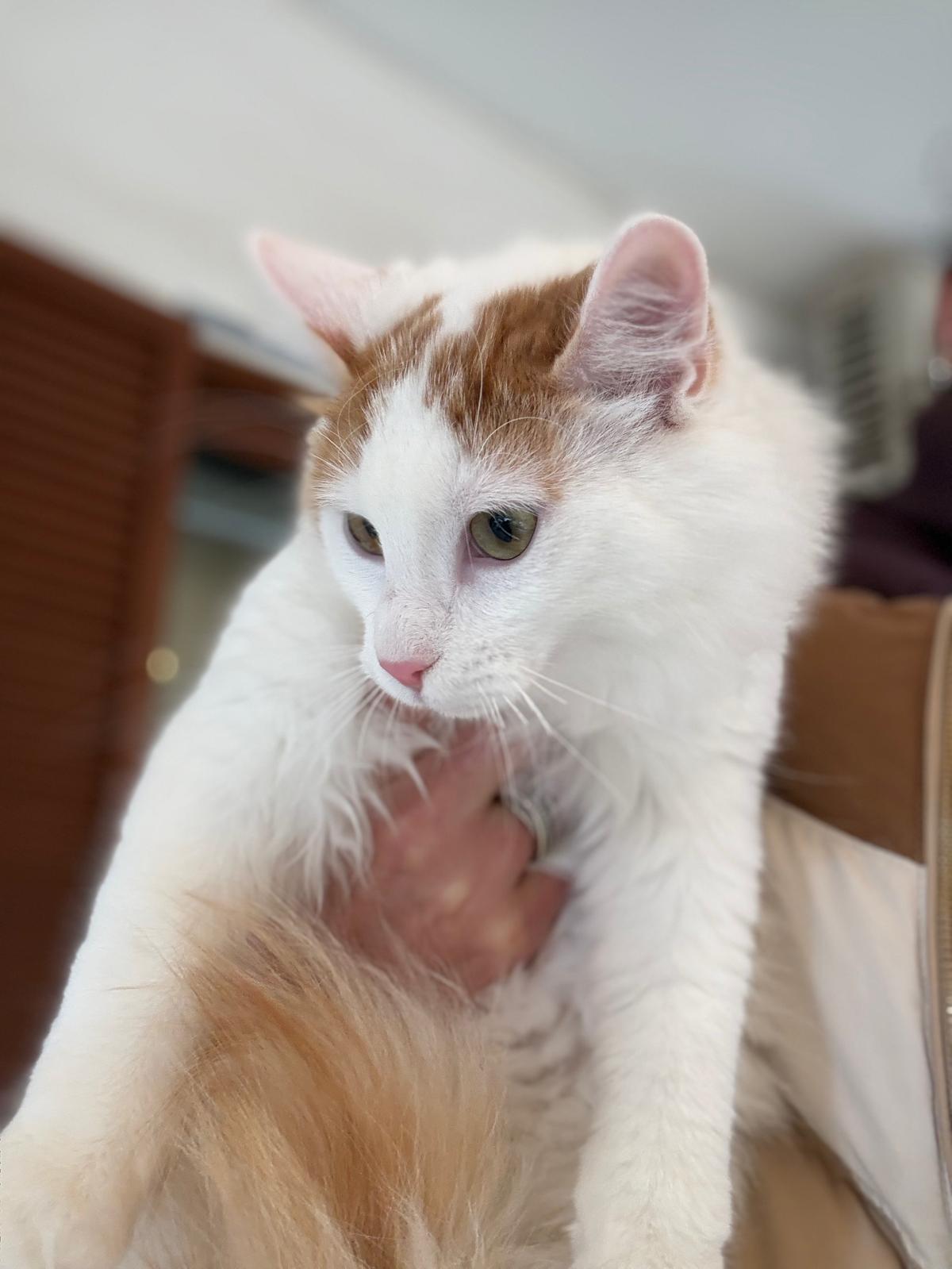 Marley - prachtige kat - Afbeelding 13