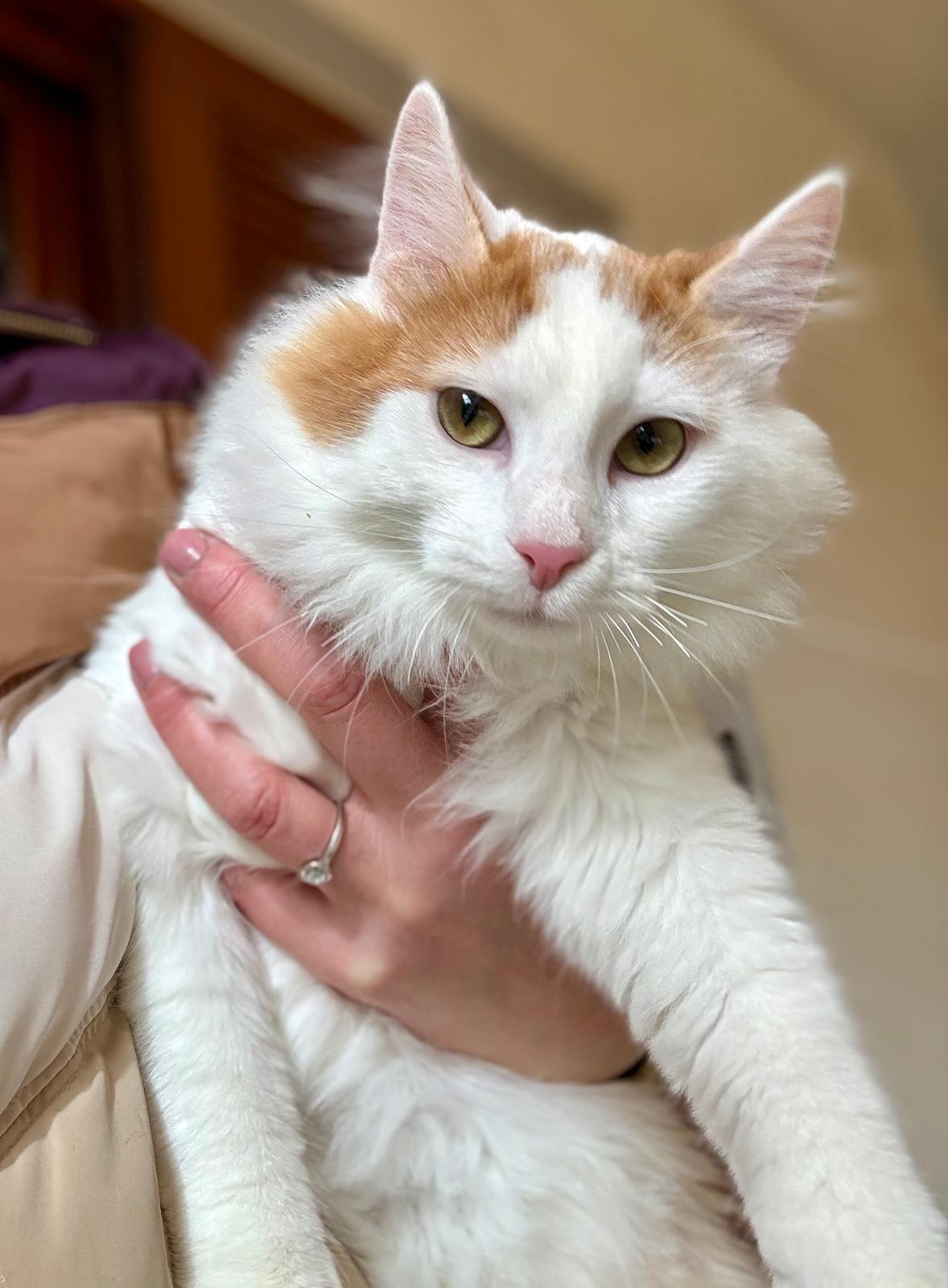 Marley - prachtige kat - Afbeelding 4