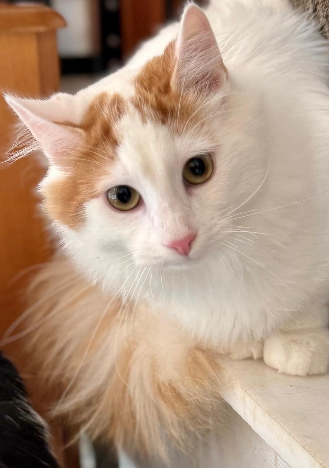 Marley - prachtige kat - Afbeelding 3