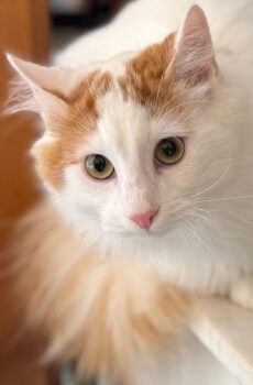 Halflangharige kater Marley is een binnenkat