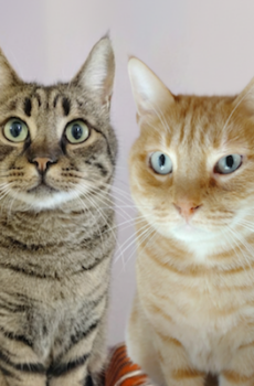 Cyperse kater Enzo en rode kater Mel zijn binnenkatten