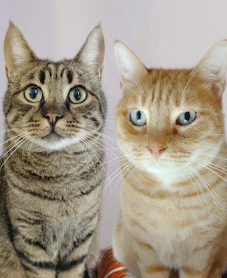 Cyperse kater Enzo en rode kater Mel zijn binnenkatten