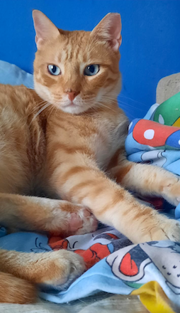 Enzo & Mel - gereserveerd - Afbeelding 12