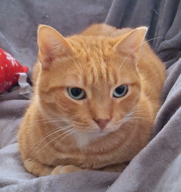 Rode kater Mel is een binnenkat