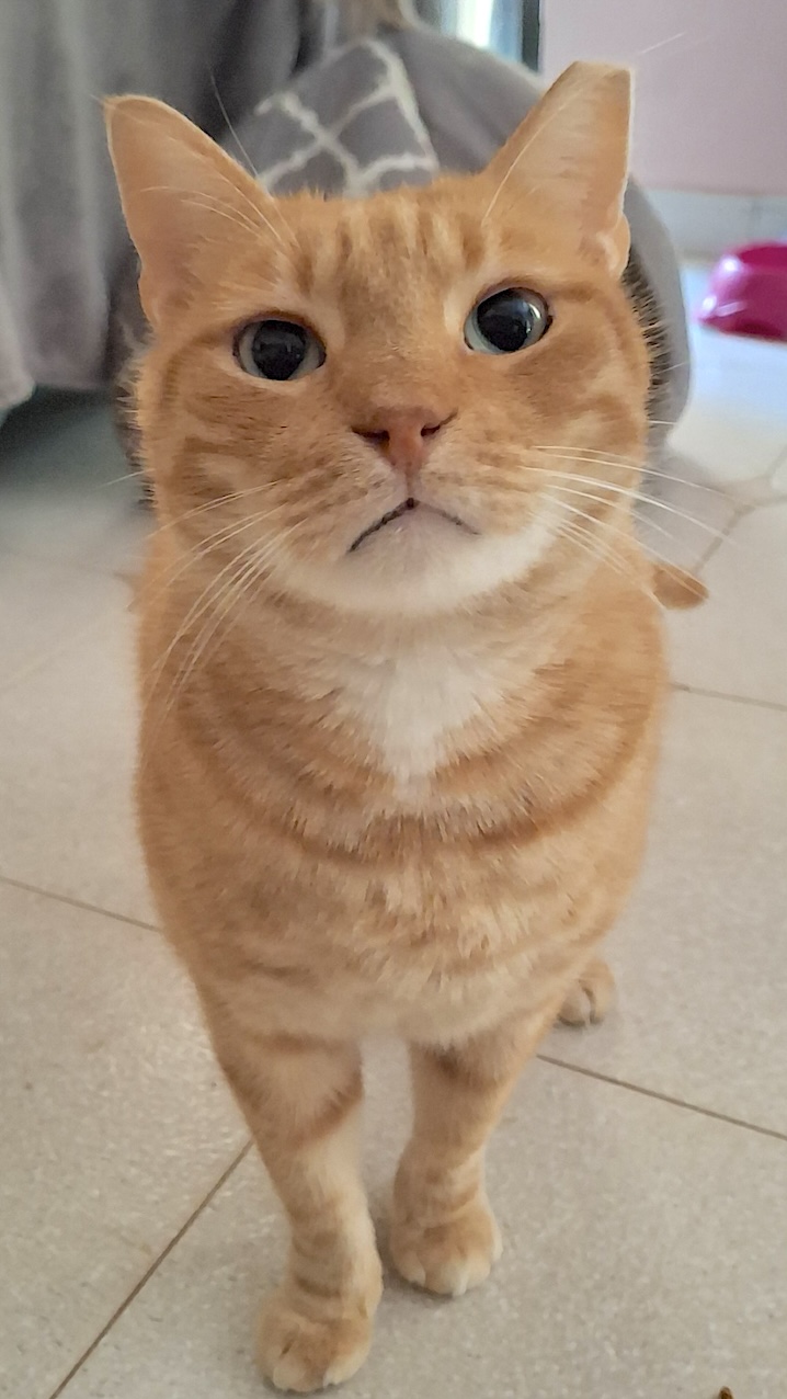 Enzo & Mel - gereserveerd - Afbeelding 8