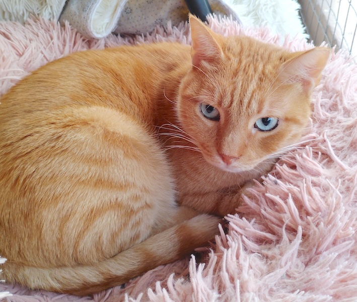 Enzo & Mel - gereserveerd - Afbeelding 4