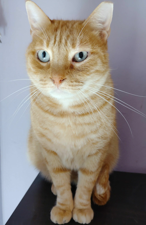 Enzo & Mel - gereserveerd - Afbeelding 2