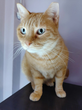 Enzo & Mel - gereserveerd - Afbeelding 6