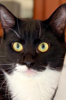 Zwart-witte kater Nemo is een binnenkat en knuffelkat