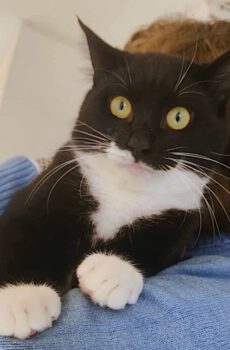 Zwart-witte kat Nemo is een binnenkat en knuffelkat