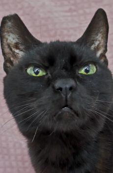 Grappige zwarte poes Onyx is een binnenkat