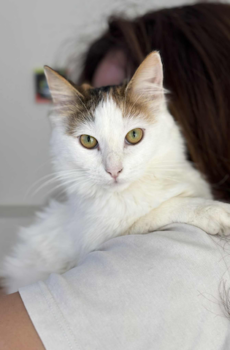 Griekse kittens Sansa en Arya zijn binnenkatten