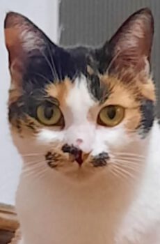 Lapjeskat Sonya is een rustige en lieve binnenkat