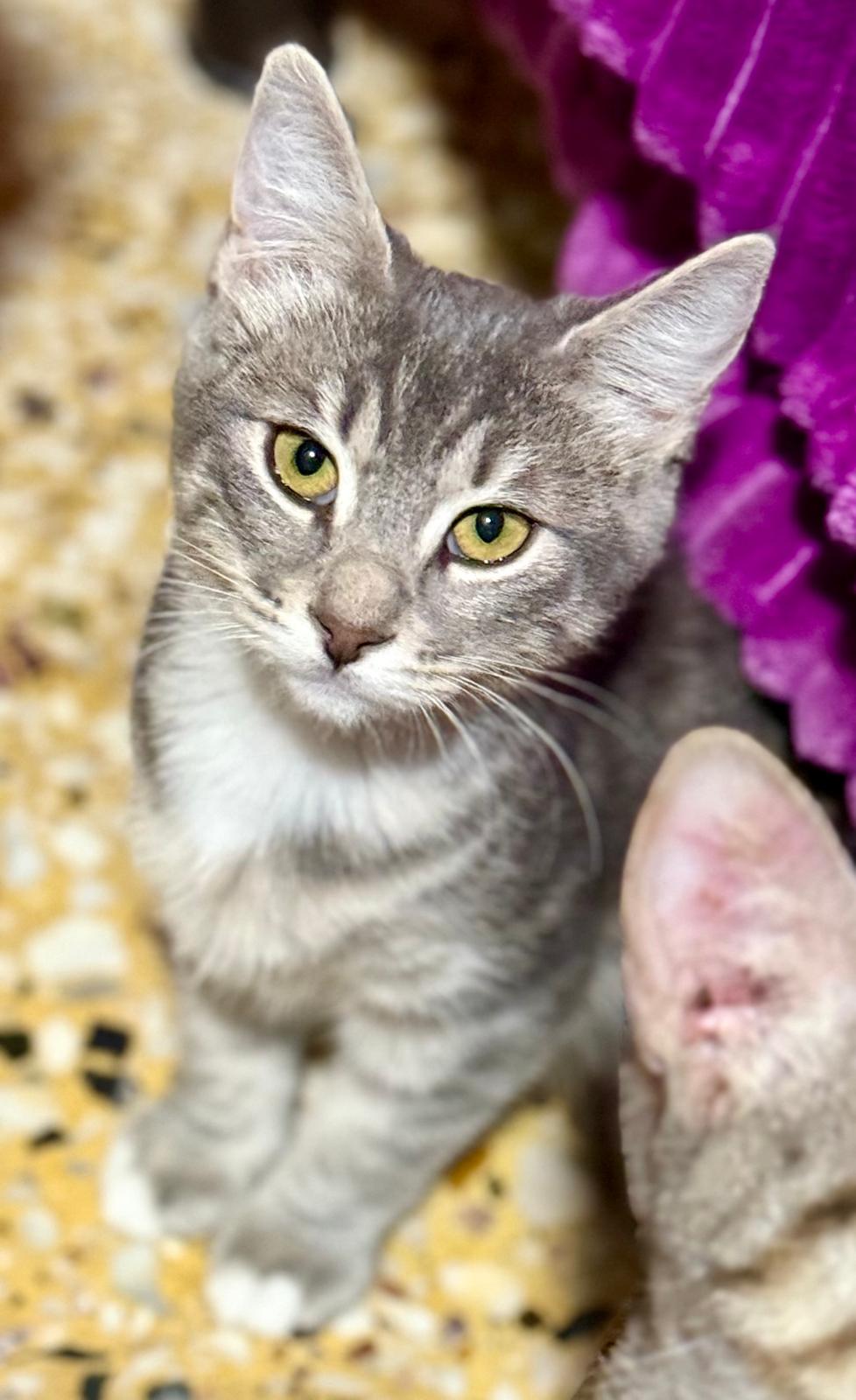 Suki - klein katje - Afbeelding 2