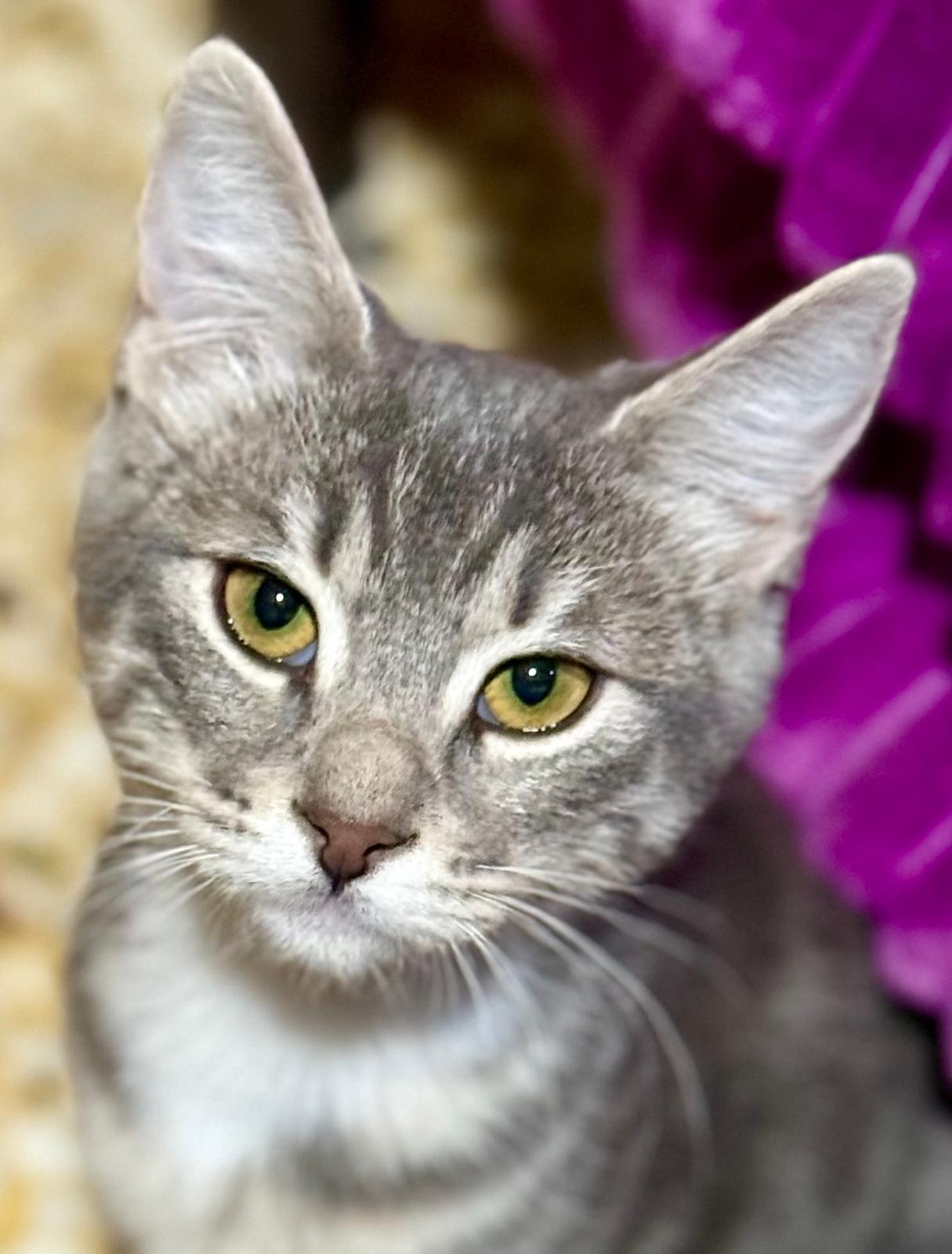 Suki - klein katje - Afbeelding 11