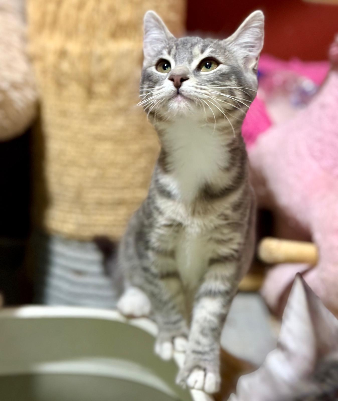 Suki - klein katje - Afbeelding 12